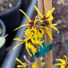 Hamamelis Mollis Astro Man Witch Hazel Live Plant 18 Inch Tall Ships Bare Root