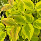 Cornus X Celestial Shadow Flowering Dogwood 24 Inch Tall 1 Year Graft