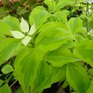 Cornus Kousa Lemon Ripple Variegated Dogwood Live Plant 18 Inch Tall 1 Year Graft