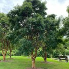Acer Griseum Paperbark Maple Tree 14 Inch Tall Ships Bare-Root