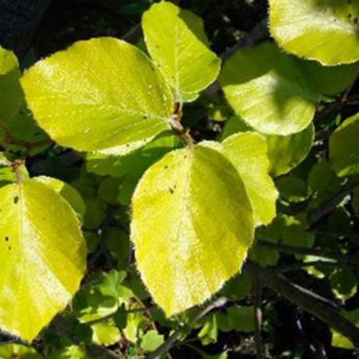 Fagus Sylvatica Zlatia European Beech Live Plant 12 Inch Tall Ships Bare Root