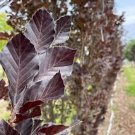 Fagus Sylvatica Dawyck Purple European Beech Live Plant 18 Inch Tall Ships Bare Root