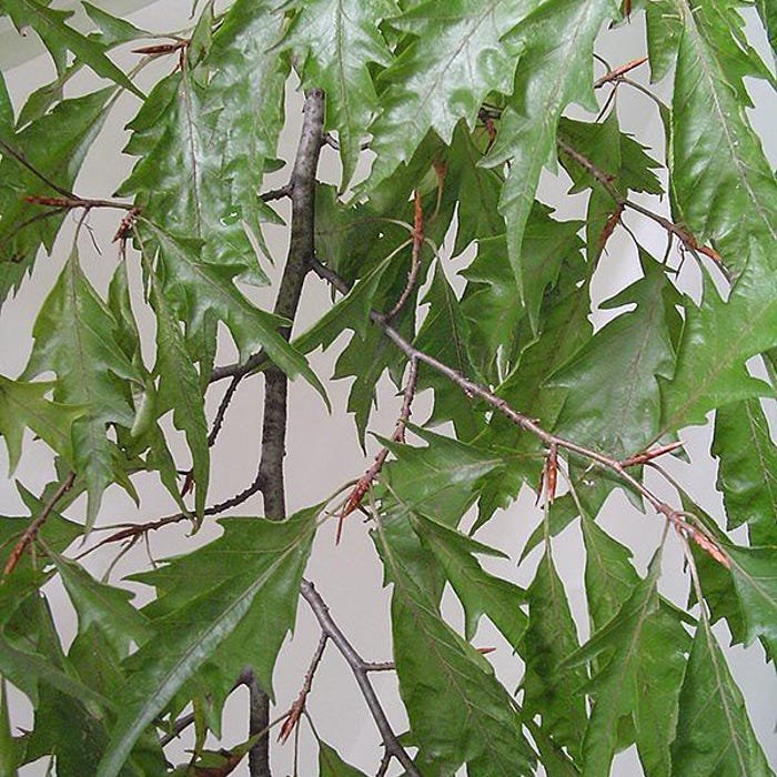 Fagus Sylvatica Asplenifolia Cut Leaf European Beech Live Plant 18 Inch Tall Ships Bare Root