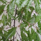 Fagus Sylvatica Asplenifolia Cut Leaf European Beech Live Plant 18 Inch Tall Ships Bare Root