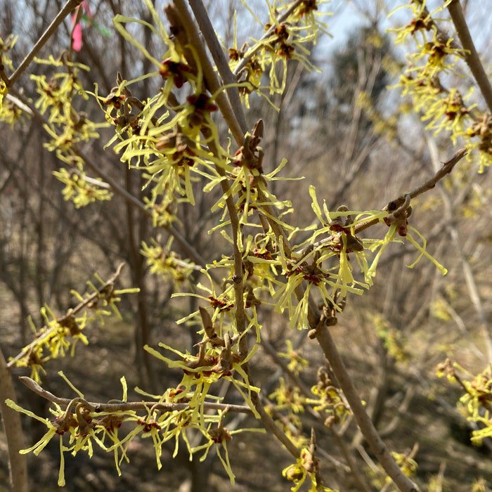 Hamamelis Japonica Paleface Witch Hazel Live Plant 15 Inch Tall Ships Bare Root