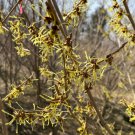 Hamamelis Japonica Paleface Witch Hazel Live Plant 15 Inch Tall Ships Bare Root