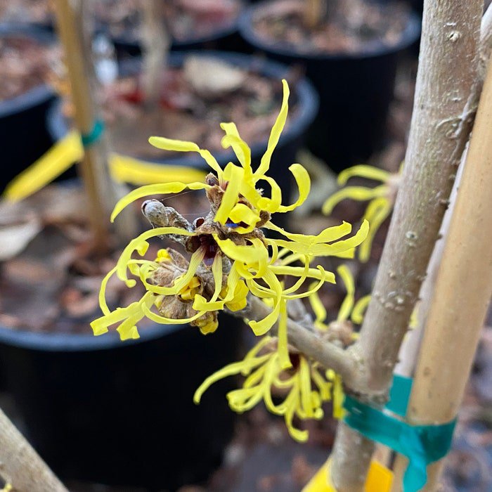 Hamamelis Mollis Angel Witch Hazel Live Plant 18 Inch Tall Ships Bare Root