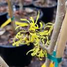 Hamamelis Mollis Angel Witch Hazel Live Plant 18 Inch Tall Ships Bare Root
