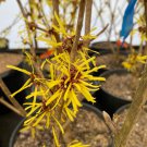 Hamamelis Mollis Bonny Brook Witch Hazel Live Plant 12 Inch Tall Ships Bare Root