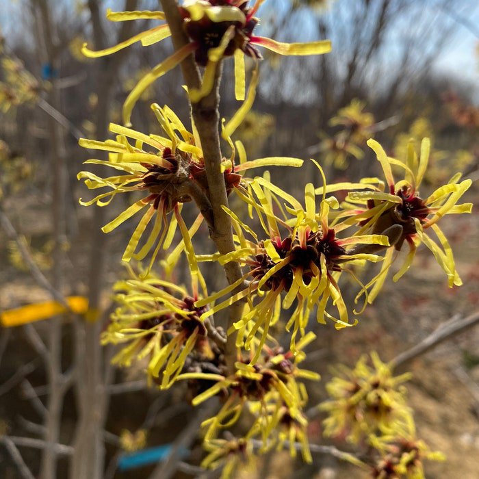 Hamamelis Mollis Imperialis Witch Hazel Live Plant 24 Inch Tall Ships Bare Root