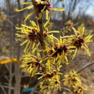 Hamamelis Mollis Imperialis Witch Hazel Live Plant 24 Inch Tall Ships Bare Root
