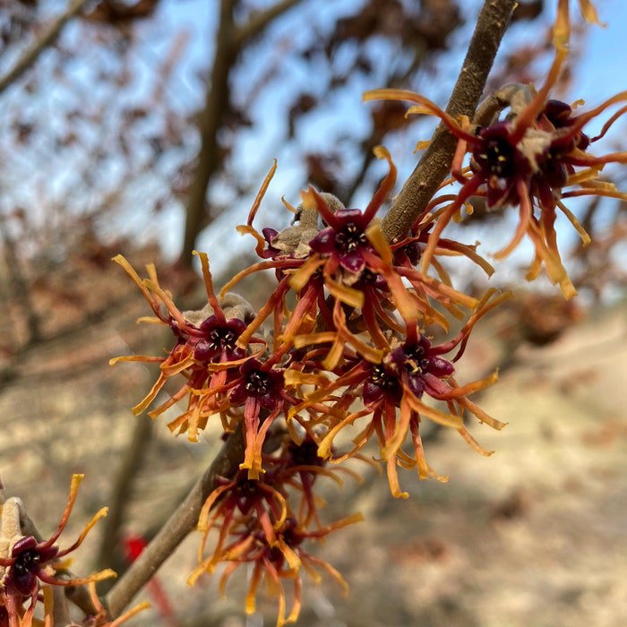 Hamamelis X Intermedia Dishi Witch Hazel Live Plant 18 Inch Tall Ships Bare Root