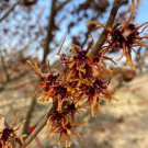 Hamamelis X Intermedia Dishi Witch Hazel Live Plant 18 Inch Tall Ships Bare Root
