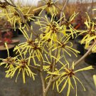 Hamamelis X Intermedia Anne Witch Hazel Live Plant 15 Inch Tall Ships Bare Root