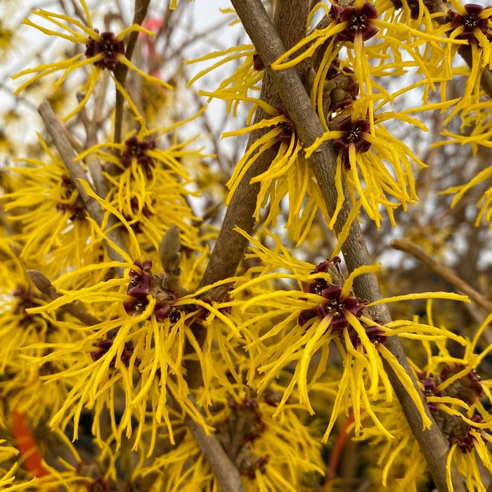 Hamamelis X Intermedia Andrea Witch Hazel Live Plant 18 Inch Tall 1 Gallon Pot