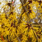 Hamamelis X Intermedia Andrea Witch Hazel Live Plant 18 Inch Tall 1 Gallon Pot