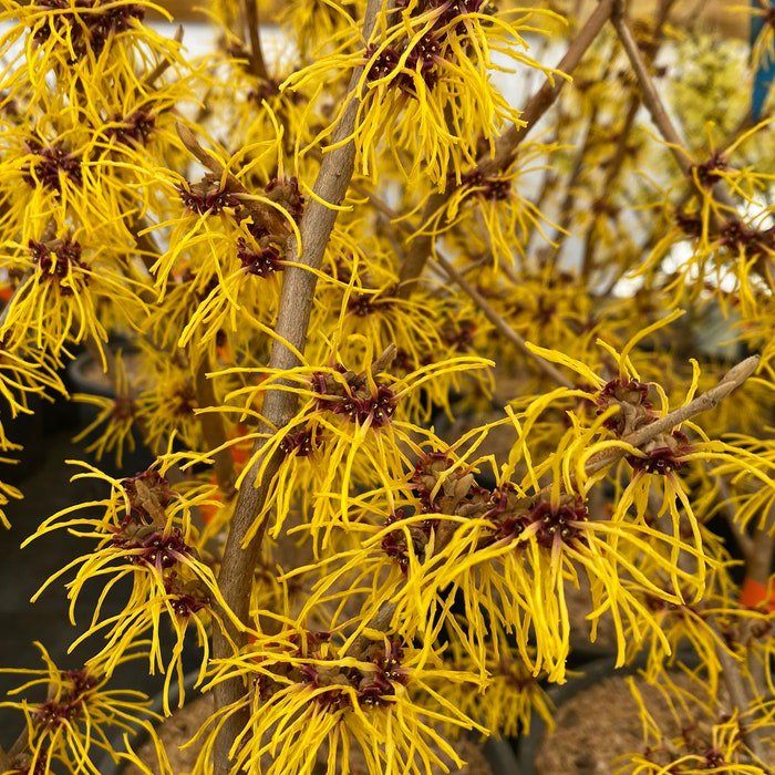 Hamamelis X Intermedia Barmstedt Gold Witch Hazel Live Plant 18 Inch Tall Ships Bare Root
