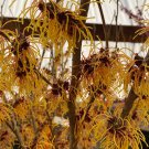 Hamamelis X Intermedia Frederic Witch Hazel Live Plant 24 Inch Tall Ships Bare Root