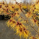 Hamamelis X Intermedia Glowing Embers Witch Hazel Live Plant 12 Inch Tall Ships Bare Root