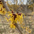 Hamamelis X Intermedia Heinrich Bruns Witch Hazel Live Plant 15 Inch Tall Ships Bare Root