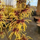 Hamamelis X Intermedia Chris Witch Hazel Live Plant 18 Inch Tall Ships Bare Root