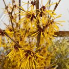 Hamamelis X Intermedia John Witch Hazel Live Plant 18 Inch Tall Ships Bare Root