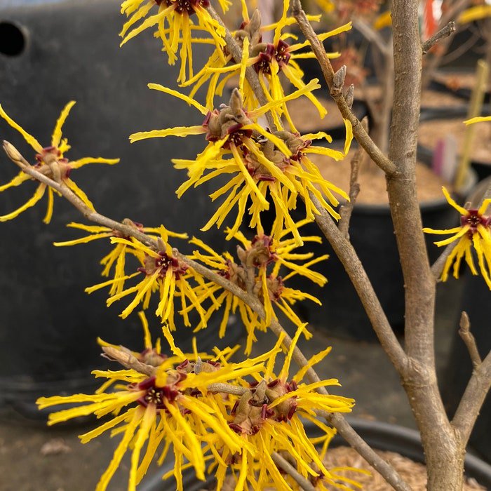 Hamamelis X Intermedia Ostergold Witch Hazel Live Plant 12 Inch Tall Ships Bare Root