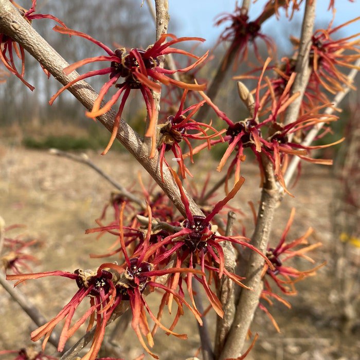 Hamamelis X Intermedia Twilight Witch Hazel Live Plant 15 Inch Tall Ships Bare Root