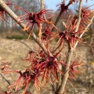 Hamamelis X Intermedia Twilight Witch Hazel Live Plant 15 Inch Tall Ships Bare Root
