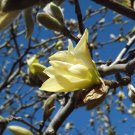 Magnolia X Golden Gift Yellow Magnolia 15 Inch Tall Ships Bare Root