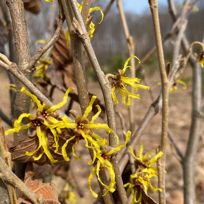 Hamamelis X Intermedia Adieu Witch Hazel Live Plant 15 Inch Tall Ships Bare Root