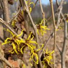 Hamamelis X Intermedia Adieu Witch Hazel Live Plant 15 Inch Tall Ships Bare Root