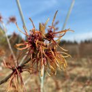 Hamamelis X Intermedia Robert Witch Hazel Live Plant 15 Inch Tall Ships Bare Root