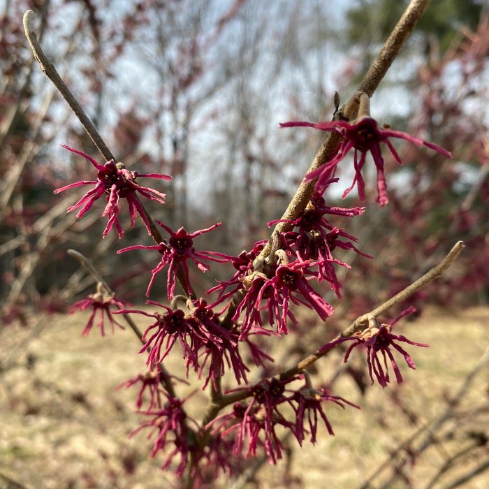 Hamamelis Vernalis Washington Park Witch Hazel Live Plant 18 Inch Tall Ships Bare Root