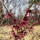 Hamamelis Vernalis Washington Park Witch Hazel Live Plant 18 Inch Tall Ships Bare Root