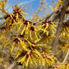 Hamamelis X Intermedia Cyrille Witch Hazel Live Plant 15 Inch Tall Ships Bare Root