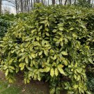 Aucuba Japonica Gold Dust Gold Dust Aucuba 1 Gallon Pot