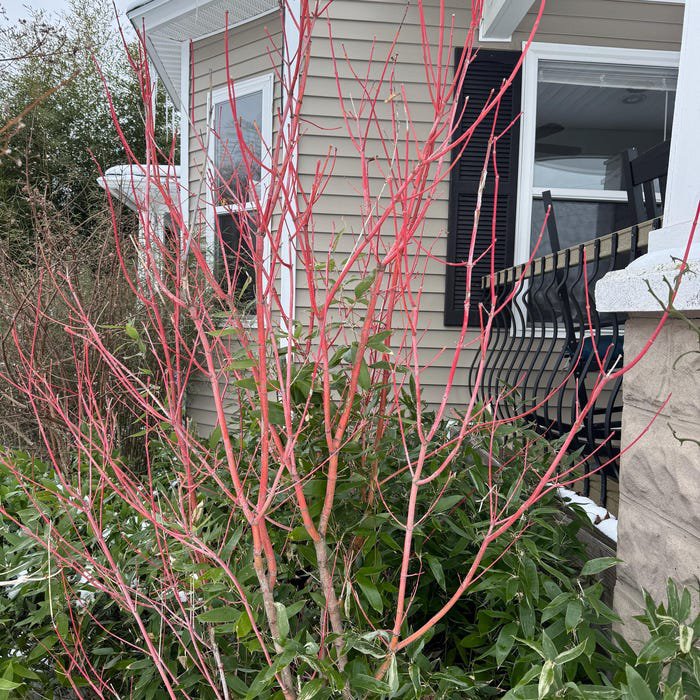 Acer Circinatum Pacific Fire Pacific Fire Vine Maple Live Plant 24 Inch Tall Ships Bare Root