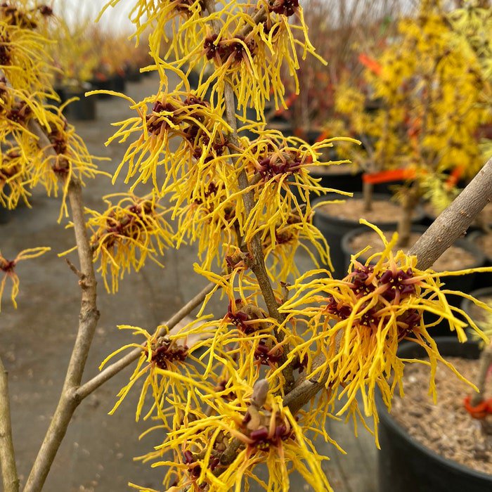 Hamamelis X Intermedia Bernstein Witch Hazel Live Plant 15 Inch Tall Ships Bare Root
