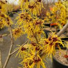 Hamamelis X Intermedia Bernstein Witch Hazel Live Plant 15 Inch Tall Ships Bare Root