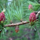 Larix Laricina Tamarack American Larch Native Plant 12 Inch Tall Quart Pot