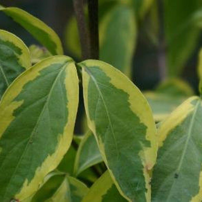 Cornus Kousa Summer Gold Large Fruit Flowering Dogwood 18 Inch Tall Ships Bare Root