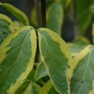 Cornus Kousa Summer Gold Large Fruit Flowering Dogwood 18 Inch Tall Ships Bare Root