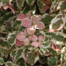 Cornus Kousa Akatsuki Variegated Dogwood Live Plant 18 Inch Tall Ships Bare Root