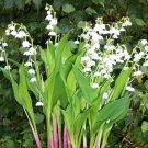 Convallaria Majalis Bordeaux Giant Lily Of The Valley 20 Bare Root Plants
