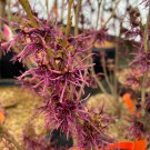 Hamamelis Antonieta Witch Hazel Live Plant 24 Inch Tall Ships Bare Root