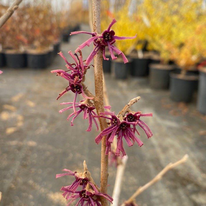 Hamamelis Vernalis Purple Prince Witch Hazel Live Plant 24 Inch Tall Ships Bare Root
