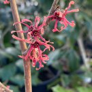 Hamamelis Kim Witch Hazel Live Plant 18 Inch Tall Ships Bare Root