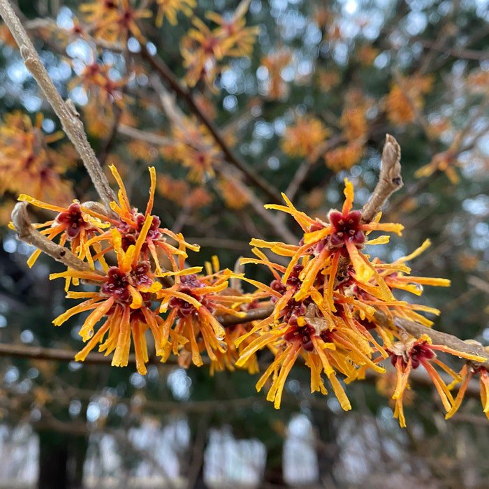Hamamelis Rochester Witch Hazel Live Plant 18 Inch Tall Ships Bare Root