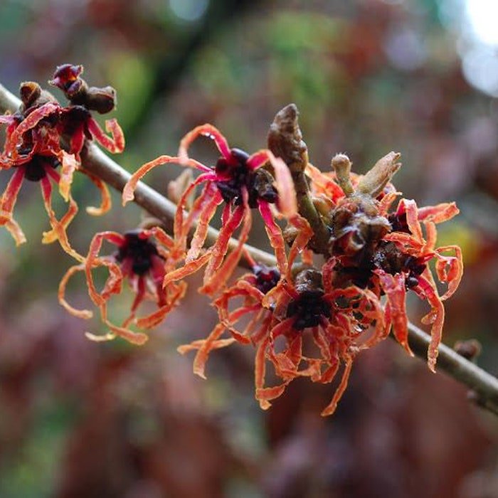 Hamamelis X Intermedia Old Copper Witch Hazel Live Plant 12 Inch Tall Ships Bare Root